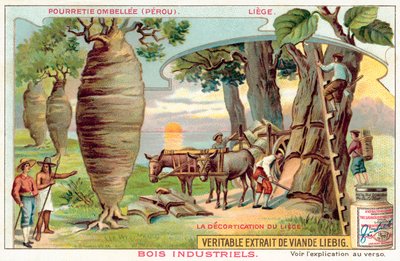 Høste bark fra trær i Peru (chromolitho) av European School