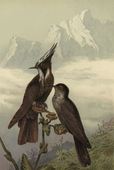 Hjelm kolibri av European School