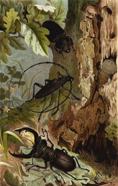 Stag Beetle og Heldbock av European School