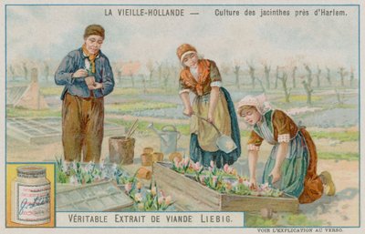 Hyacinth Crop nær Haarlem av European School
