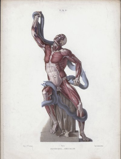 Illustrasjon for The Anatomy of the External Forms of Man: Laocoon (farge litho) av European School