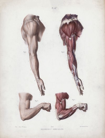 Illustrasjon for The Anatomy of the External Forms of Man: Mannlige armer og hender (farge litho) av European School