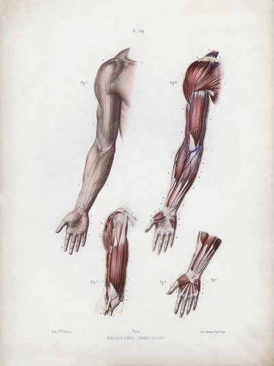Illustrasjon for The Anatomy of the External Forms of Man: Mannlige armer og hender (farge litho) av European School