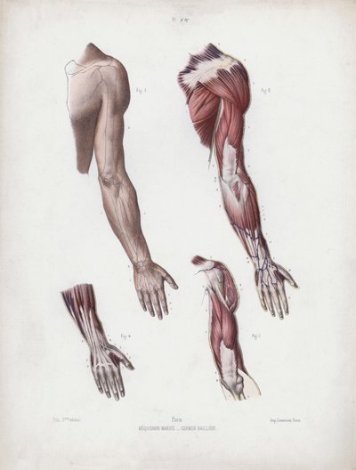 Illustrasjon for The Anatomy of the External Forms of Man: Mannlige armer og hender av European School