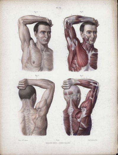 Illustrasjon for The Anatomy of the External Forms of Man: Mann, arm, hode og overkropp av European School
