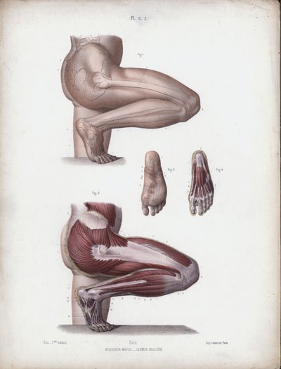 Illustrasjon for The Anatomy of the External Forms of Man: Mannlige ben og fot (farge litho) av European School