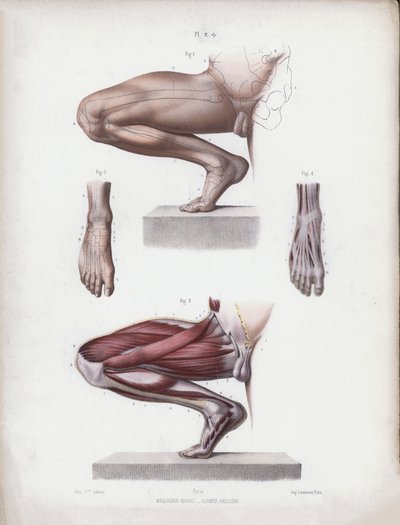 Illustrasjon for The Anatomy of the External Forms of Man: Mannlige ben og fot av European School