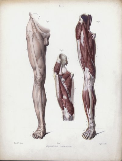 Illustrasjon for The Anatomy of the External Forms of Man: Mannlig ben, sett forfra (farge litho) av European School