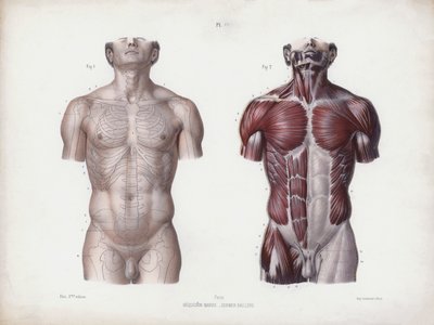 Illustrasjon for The Anatomy of the External Forms of Man: Mannlig torso, sett forfra (farge litho) av European School