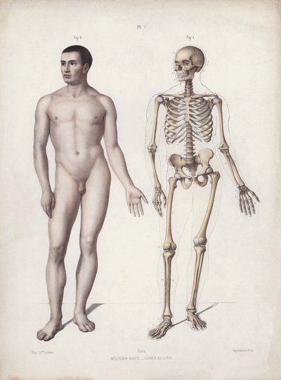 Illustrasjon for The Anatomy of the External Forms of Man: Man standing (color litho) av European School
