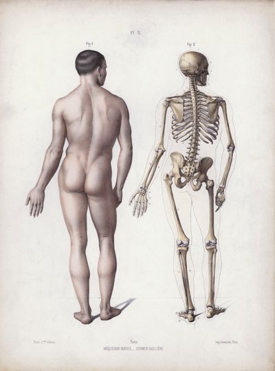Illustrasjon for The Anatomy of the External Forms of Man: Mann stående, bakfra (farge litho) av European School
