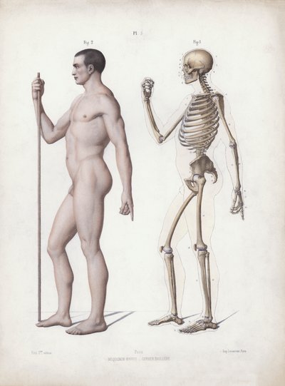 Illustrasjon for The Anatomy of the External Forms of Man: Mann stående, sett fra siden (farge litho) av European School