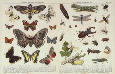 Insekter og andre virvelløse dyr (chromolitho) av European School
