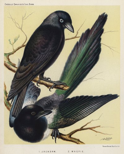 Jackdaw, Magpie (farge litho) av European School