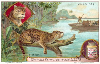 Jaguar (chromolitho) av European School