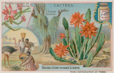 Joncine Cactus av European School