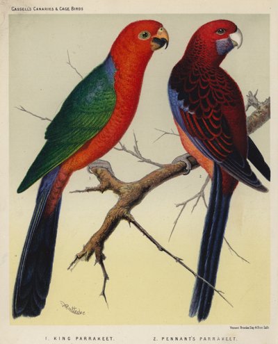 Kongeparakeet, Pennants parakeet (fargelito) av European School