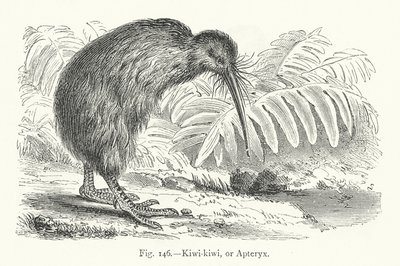 Kiwi-kiwi, eller Apteryx (gravering) av European School