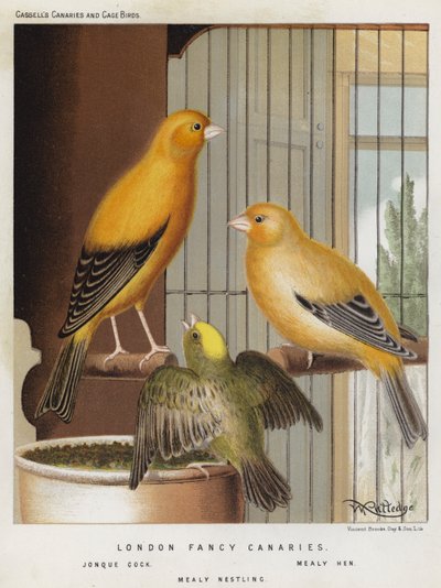 London Fancy Canaries, Jonque Cock, Mealy Hen, Mealy Nestling (farge litho) av European School