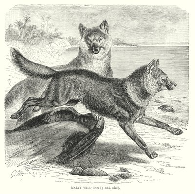 Malayisk villhund (gravering) av European School
