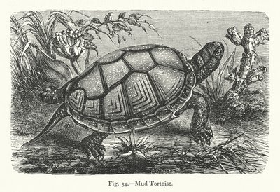 Mud Tortoise (gravering) av European School
