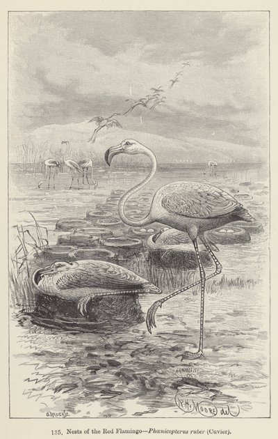 Reder av den røde flamingoen, Phoenicopterus ruber, Cuvier (gravering) av European School
