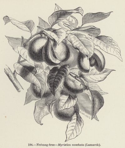 Muskat-tre, Myristica moschata, Lamarck (gravering) av European School