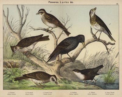 Passeres, Larks av European School
