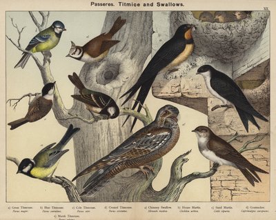 Passeres, meiser og svaler (farge litho) av European School