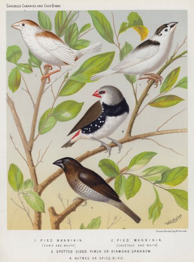 Pied Mannikin, Fawn and White, Chestnut and White, Spotted Sided Finch eller Diamond Sparrow, Muskat eller Spice-Bird (farge litho) av European School