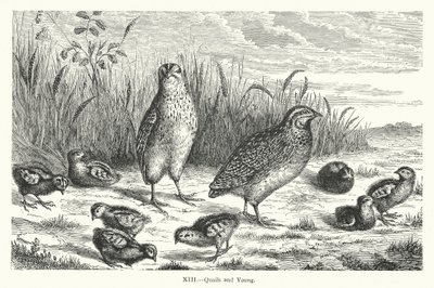 Quails and Young (gravering) av European School