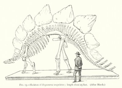 Skjelett av Stegosaurus ungulatus (litho) av European School