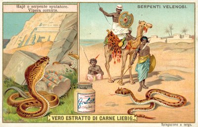 Spyttekobra og hornhoggorm (chromolitho) av European School