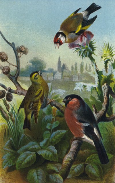 Gullfink, siskin og bullfinch av European School