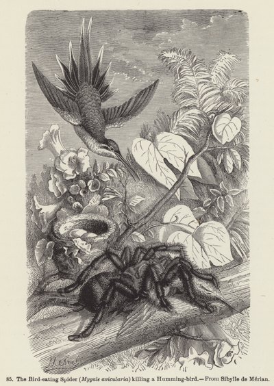 Den fuglespisende edderkoppen (Mygale avicularia) dreper en kolibri (gravering) av European School