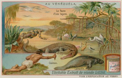 The Creatures of the Lagoon med en alligator og en manatee og et mangrovetre av European School