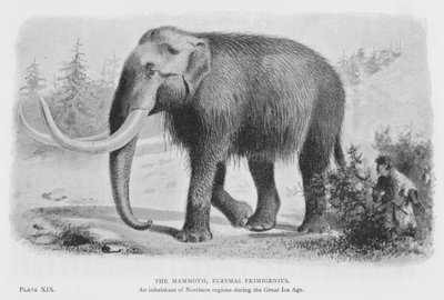 Mammuten, Elephas Primigenius (litho) av European School