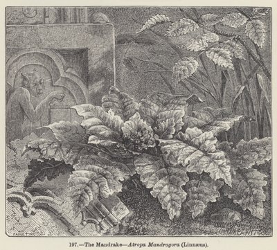 The Mandrake, Atropa Mandragora, Linnaeus (gravering) av European School