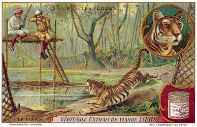 Tiger (chromolitho) av European School