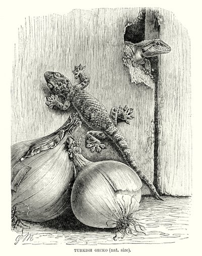Tyrkisk gekko (gravering) av European School