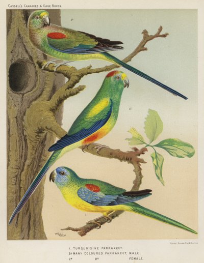 Turkis parakitt, mangefarget parakitt, hann, hunn (farge litho) av European School