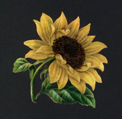 Viktorianske utklipp: Solsikke (chromolitho) av European School