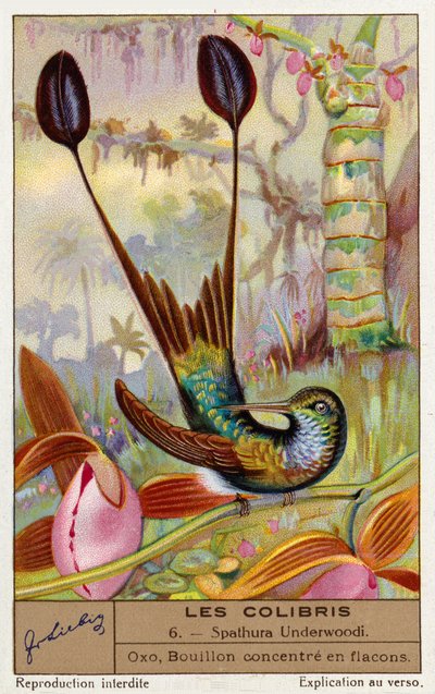 Hvitfotet rackethale (Spathura Underwoodii) (chromolitho) av European School