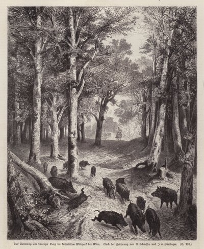 Villsvin på Lorenzer Berg i Imperial Park i Wien, Østerrike (gravering) av European School