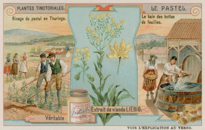 Woad and a Harvest i Thüringen i Tyskland av European School