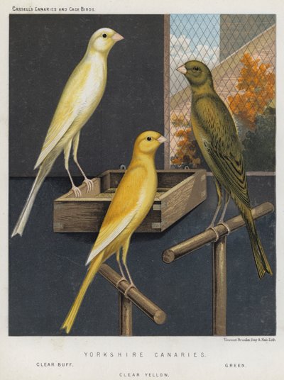 Yorkshire Canaries, Clear Buff, Green, Clear Yellow av European School