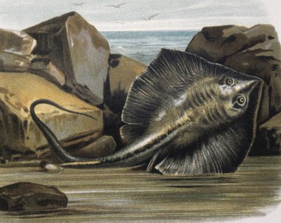 Vanlig rokke (Trygon pastinaca). av F. (after) Padro