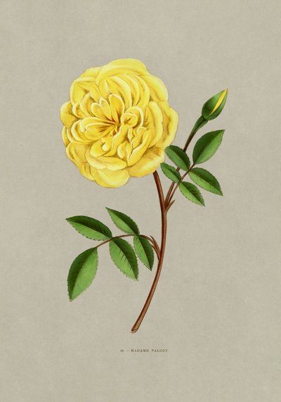  av F. Grobon