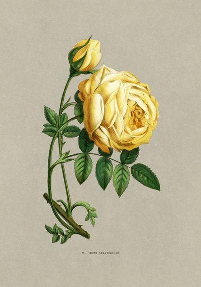  av F. Grobon