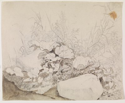 Planter og bergarter. Detaljstudie av F. Sødring